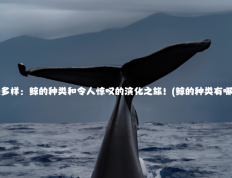 神秘多样：鲸的种类和令人惊叹的演化之旅！(鲸的种类有哪些?)