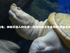 鳄鱼龟：神秘又迷人的近亲—处理传闻与常见问题(鳄鱼龟图片)