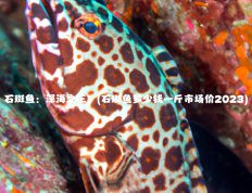 石斑鱼：深海之王！(石斑鱼多少钱一斤市场价2023)