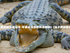 扬鳄的数量突破历史记录-中国成功保护濒危物种！(扬子鳄的数量是多少)