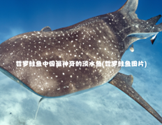 哲罗鲑鱼中国最神奇的淡水鱼(哲罗鲑鱼图片)