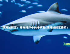 深海皱鳃鲨：神秘海洋中的守护者(深海皱鳃鲨图片)