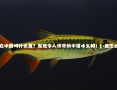 鳀鱼在中国叫什么鱼？发现令人惊奇的中国水生物！(鳀鱼怎么读)