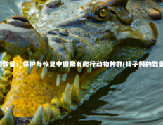 扬子鳄的数量：保护与恢复中国稀有爬行动物种群(扬子鳄的数量是多少)