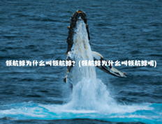 领航鲸为什么叫领航鲸？(领航鲸为什么叫领航鲸呢)