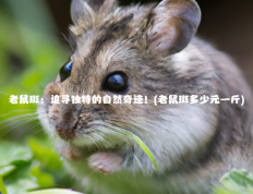 老鼠斑：追寻独特的自然奇迹！(老鼠斑多少元一斤)
