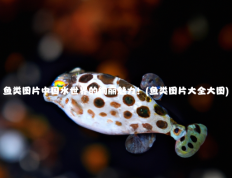 鱼类图片中国水世界的绚丽魅力！(鱼类图片大全大图)