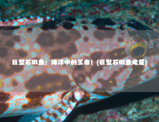 巨型石斑鱼：海洋中的王者！(巨型石斑鱼龙趸)