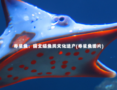 寿星鱼：国宝级鱼类文化遗产(寿星鱼图片)