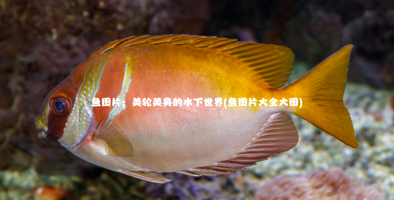 鱼图片：美轮美奂的水下世界(鱼图片大全大图)